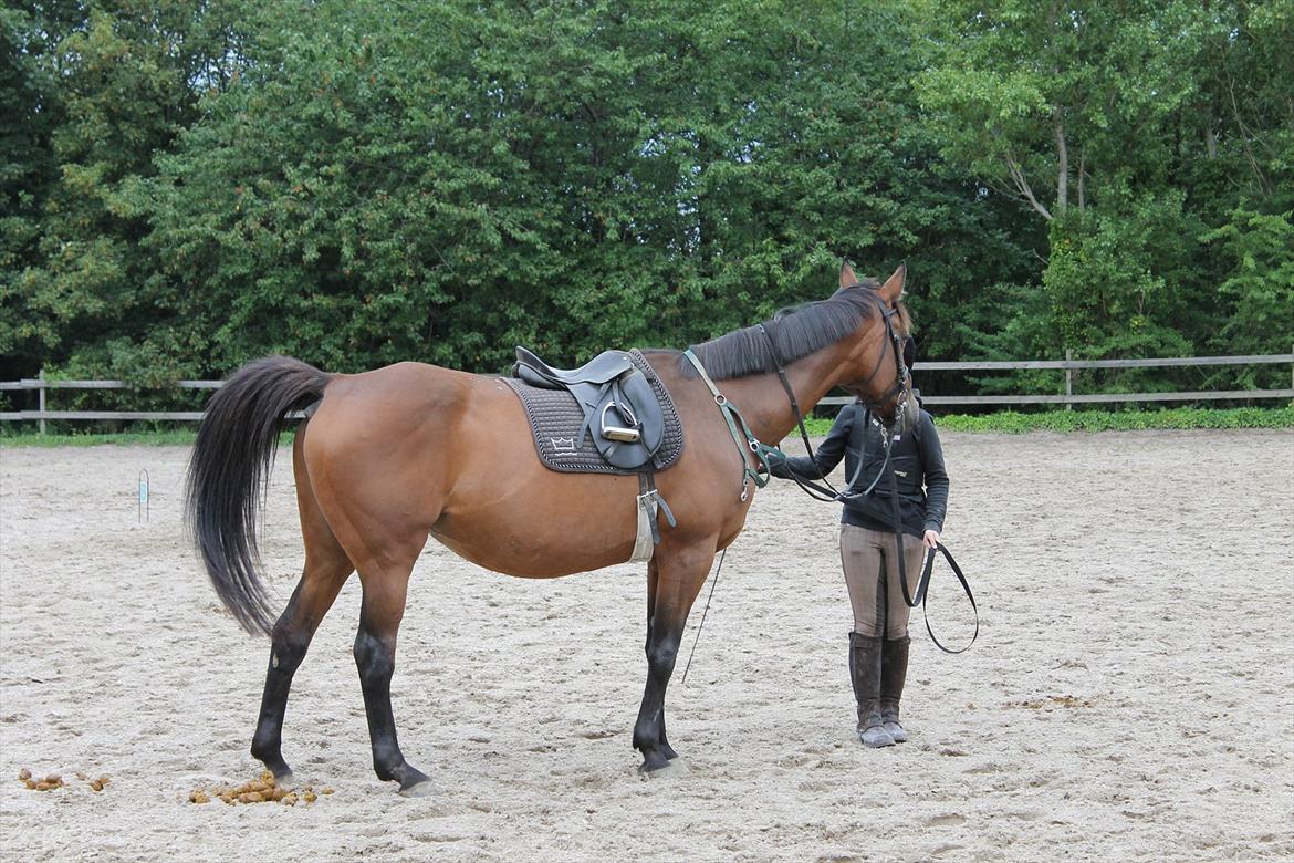 Dansk Varmblod Bellevue - Første gang jeg skulle ride hende billede 5