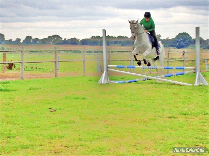 Anglo Araber (AA) thazmir min prins<3<3 - til spring undervisning ved kia :)
taget af: camilla roerslev billede 18