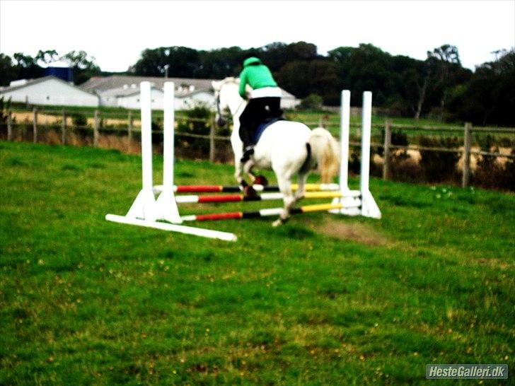 Anglo Araber (AA) thazmir min prins<3<3 - til spring undervisning ved kia :)
taget af: camilla roerslev  billede 20