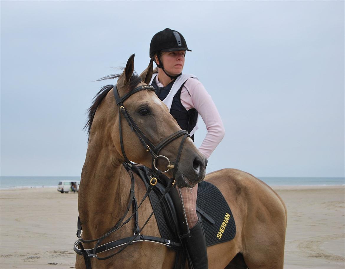 Akhal-Tekiner SHERHAN - Vesterhavsridtet 2011 billede 17