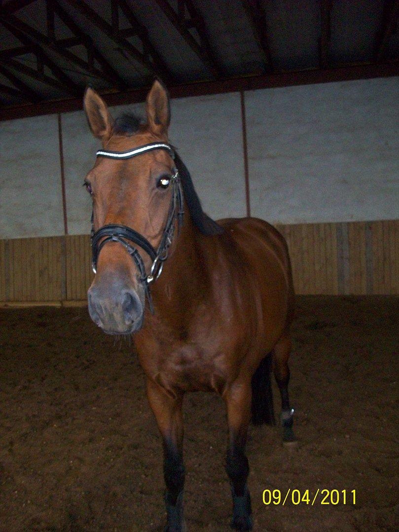 Dansk Varmblod Qvinni billede 11