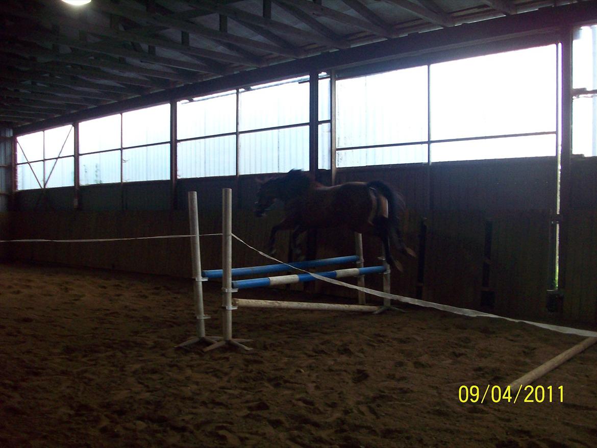 Dansk Varmblod Qvinni billede 12