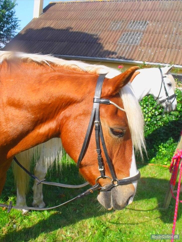 Tyroler Haflinger <3 partner <3  i miss you!!! <3 :´( - ELSKER !!!! virkelig din kønne og unikke udstråling !!!! <3 <3 :* billede 11