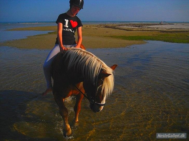 Tyroler Haflinger <3 partner <3  i miss you!!! <3 :´( - Når du er nede ved vandet og du Virkelig er den bedste !!!!!! <3 :*  billede 4