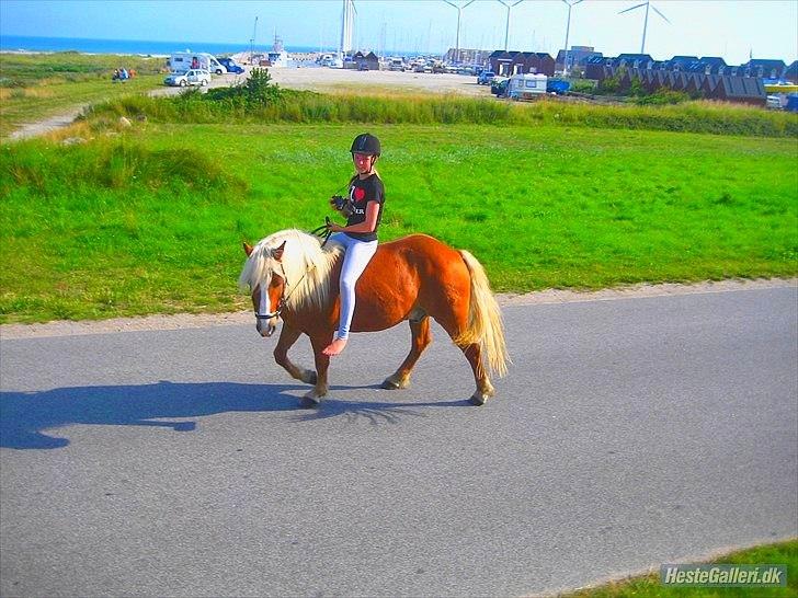 Tyroler Haflinger <3 partner <3  i miss you!!! <3 :´( - <3 Partner <3 jeg elsker dig over alt på hele denne jord jeg vil ALDRIG kunne beskrive min kærlighed til dig!!! <3 billede 9