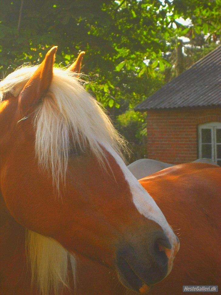 Tyroler Haflinger <3 partner <3  i miss you!!! <3 :´( - En smuk og unik hest der ikke er bange for at vise hvem han er !!!! <3 Du er den BEDSTE!!<3 billede 1