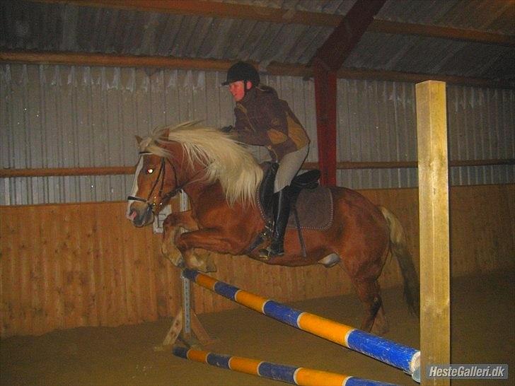 Tyroler Haflinger <3 partner <3  i miss you!!! <3 :´( - Vær et med hesten !!! <3  billede 2