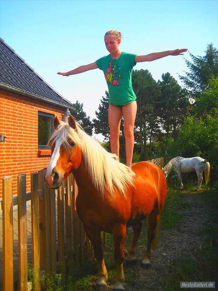 Tyroler Haflinger <3 partner <3  i miss you!!! <3 :´( - Når vi stoler på hinanden og ikke er bange for noget !!!!!<3  billede 6