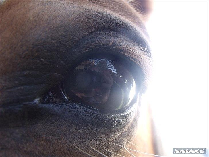 Tyroler Haflinger <3 partner <3  i miss you!!! <3 :´( - Se lige det øje!! <3 hvis man kigger ind i det kan man se alt der er sket i dit liv og hvad der vil ske !!!! <3 :* billede 14