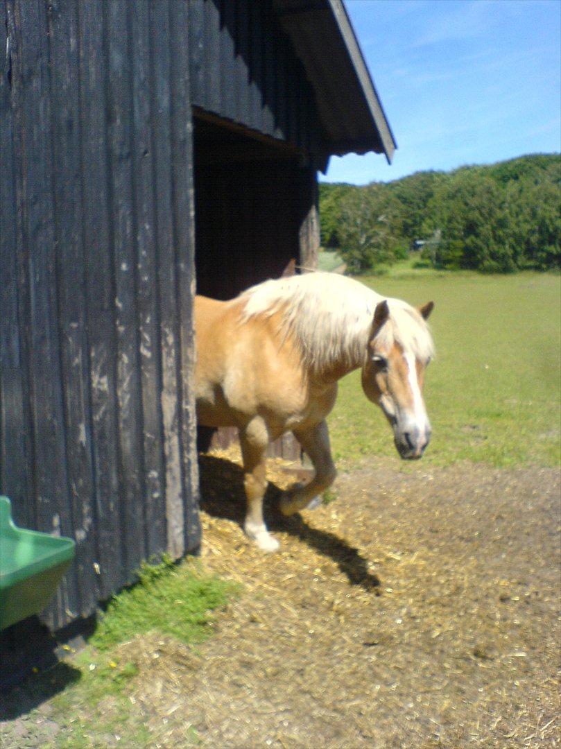 Haflinger Tony billede 1