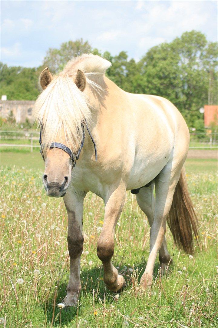 Fjordhest Bay`s Capre billede 7