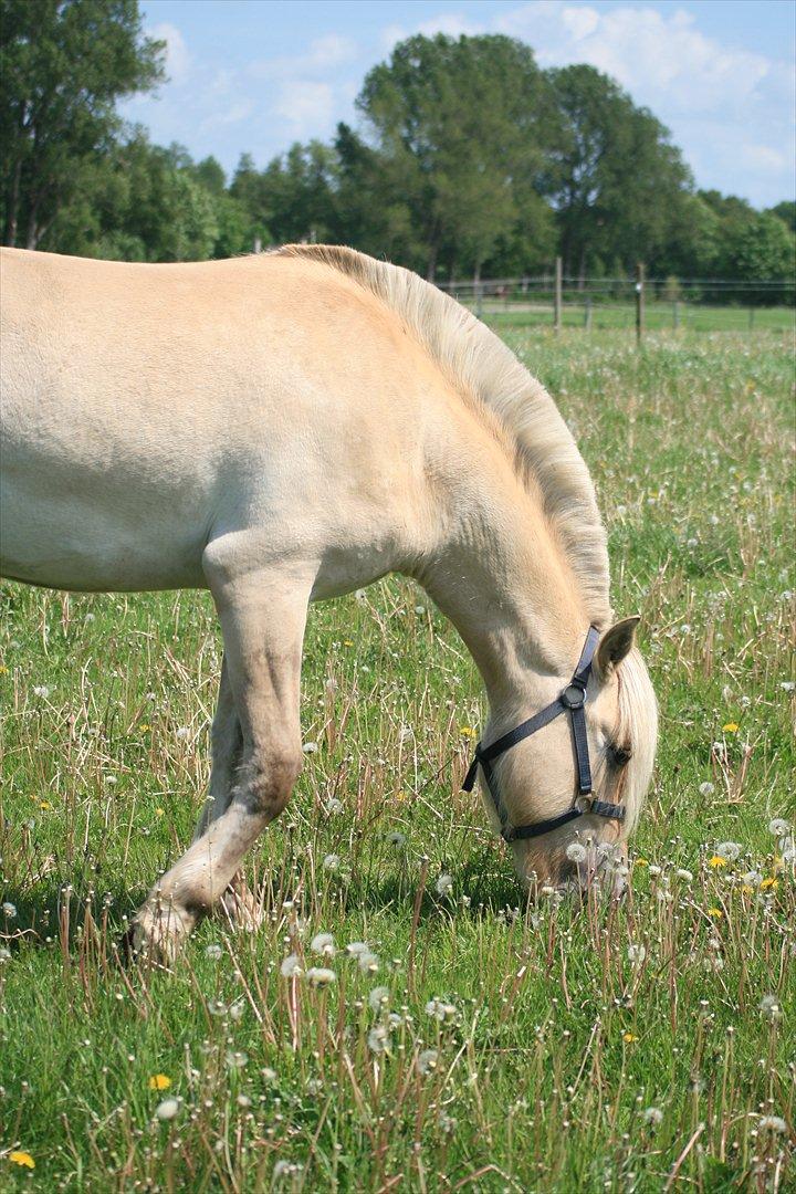 Fjordhest Bay`s Capre billede 8