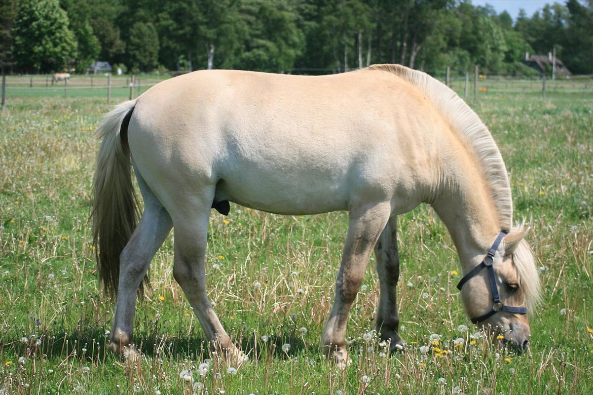 Fjordhest Bay`s Capre billede 9