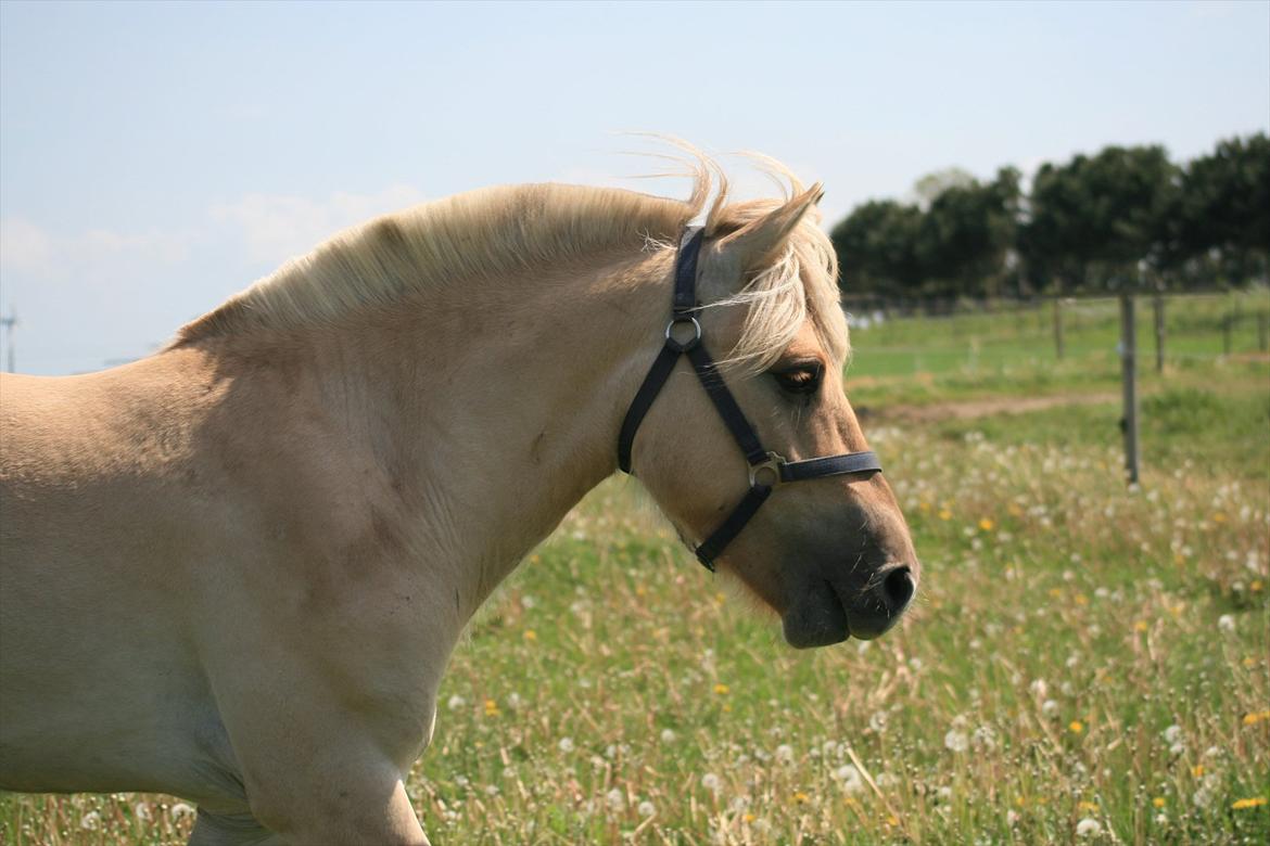 Fjordhest Bay`s Capre billede 10