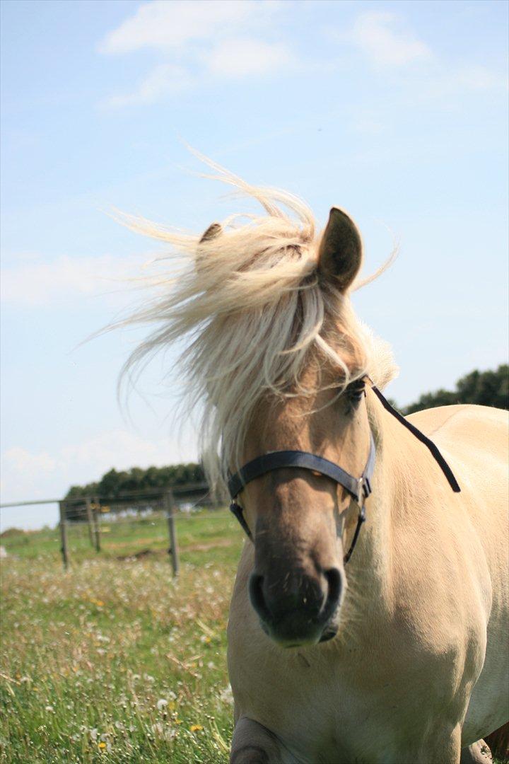 Fjordhest Bay`s Capre billede 11