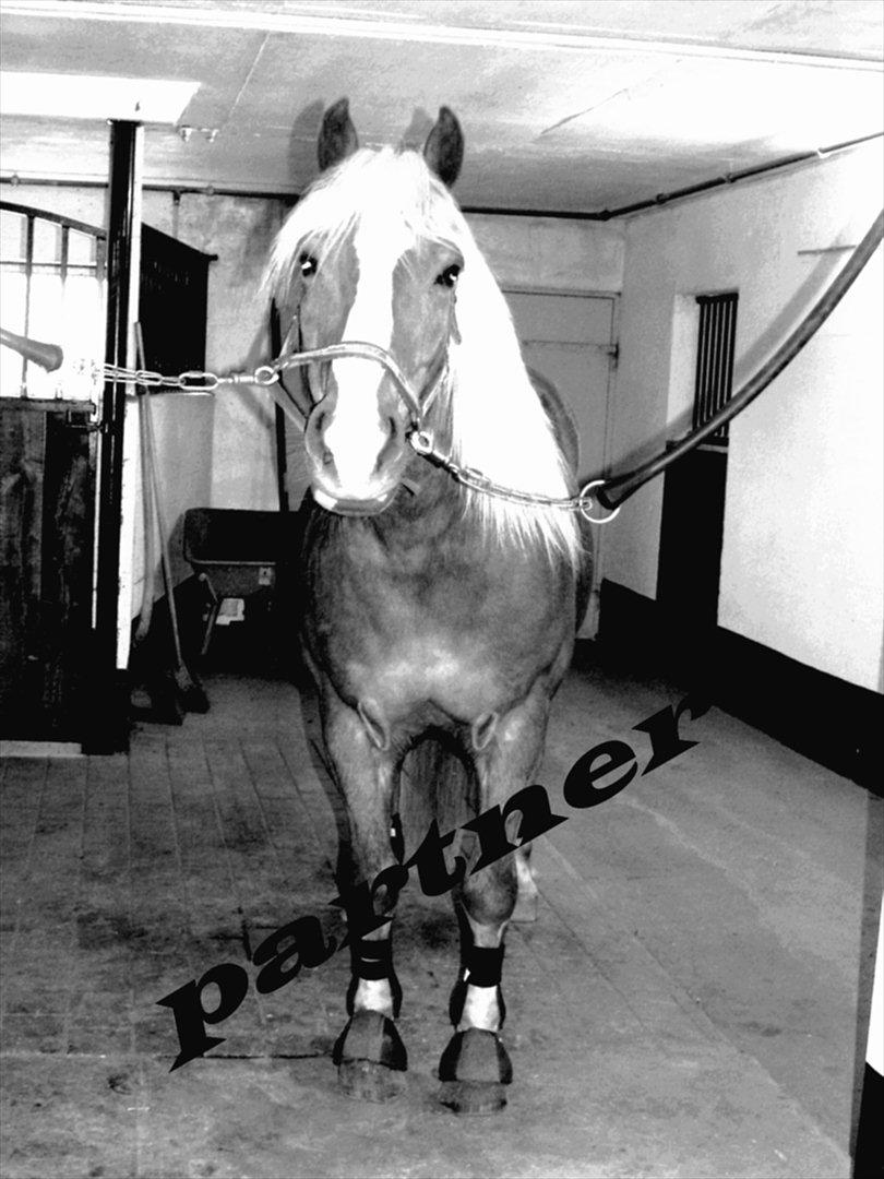 Tyroler Haflinger <3 partner <3  i miss you!!! <3 :´( - så kan man da ik' se mere uskyldig ud !!! <3 :* billede 19