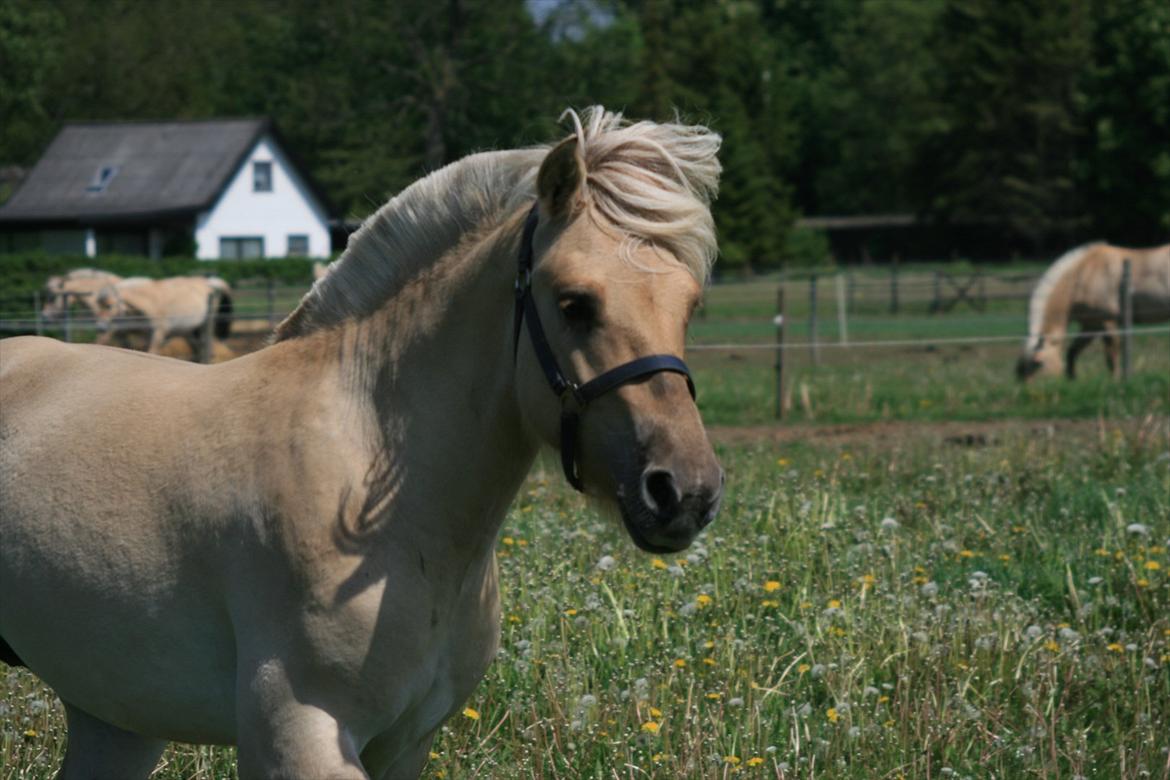 Fjordhest Bay`s Capre billede 12