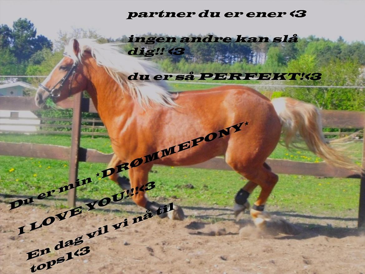 Tyroler Haflinger <3 partner <3  i miss you!!! <3 :´( - Når du giver den gas og viser hva' du kan !!!! <3 :* billede 12