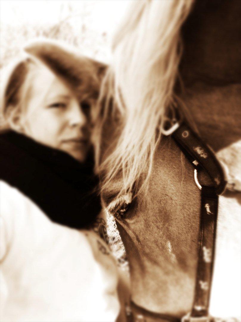 Haflinger Tony - Hygge (: <3 billede 2