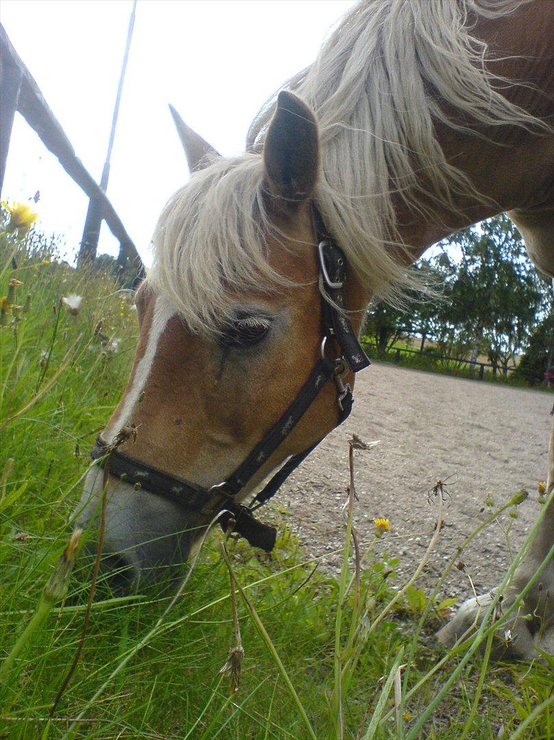 Haflinger Tony billede 3