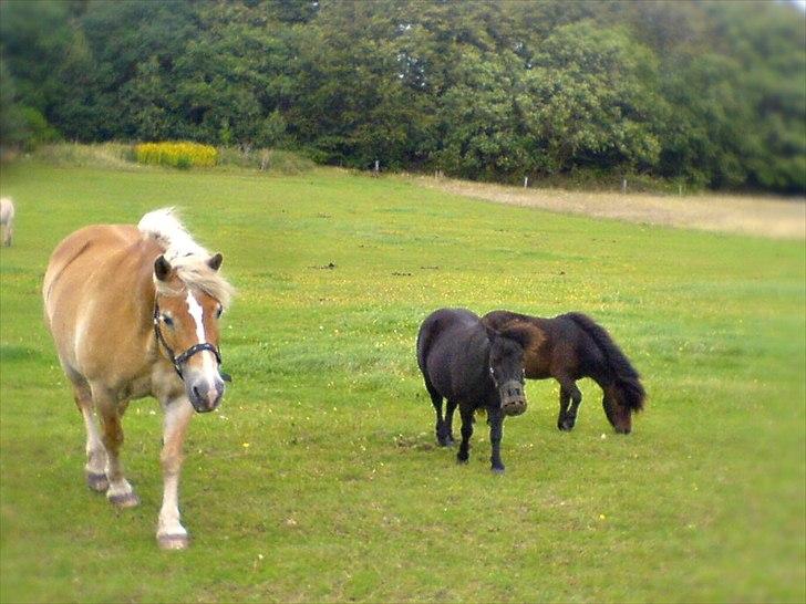 Haflinger Tony - Tony, Oskar og James billede 5