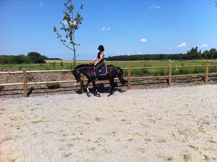 Anden særlig race maddox  billede 10