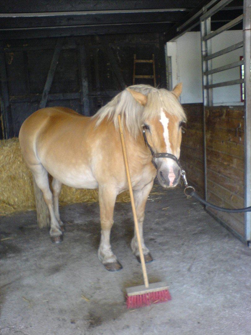Haflinger Tony - Tony er min lille fejemand! <3 billede 7