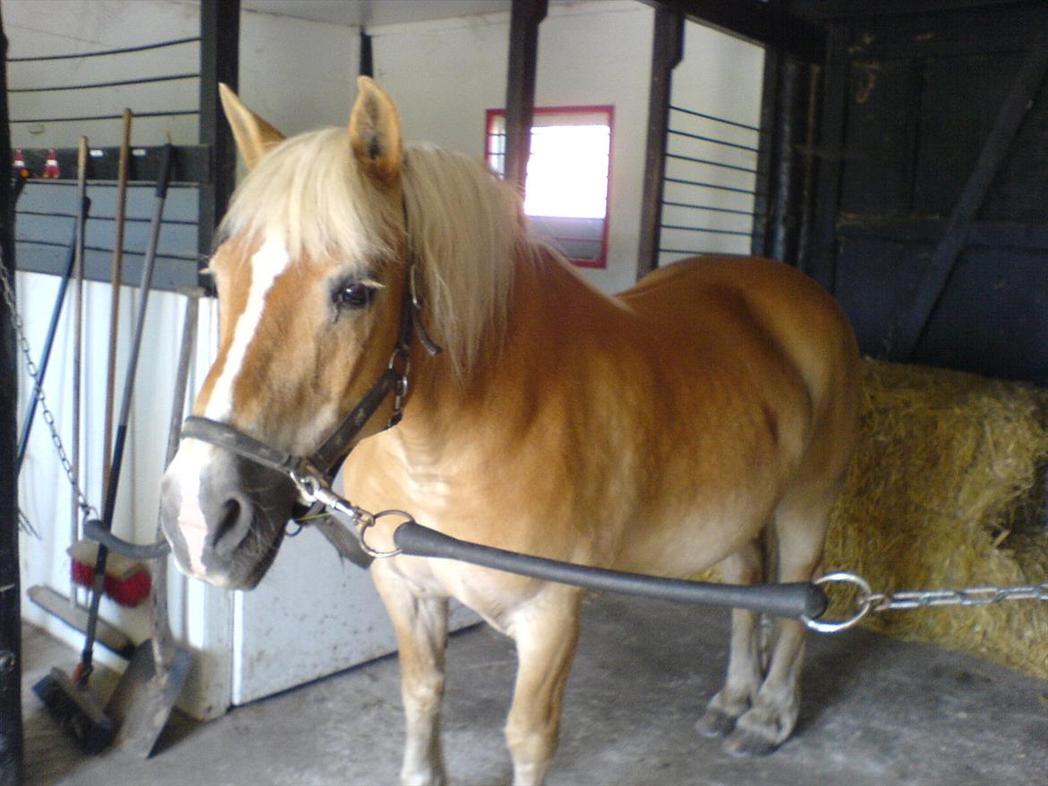 Haflinger Tony billede 8