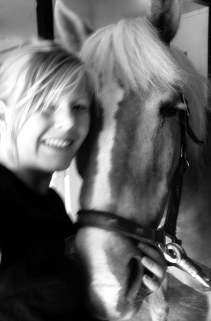 Haflinger Tony - Tony, du gør mig til en glad én! <3 billede 10