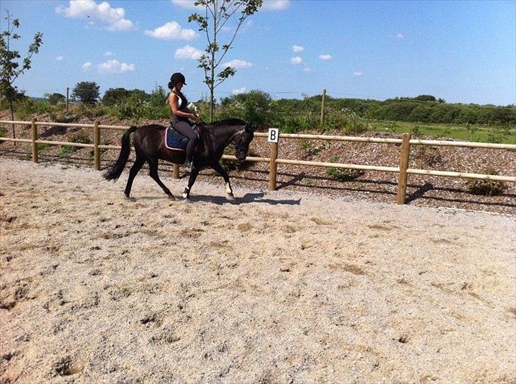 Anden særlig race maddox  billede 11