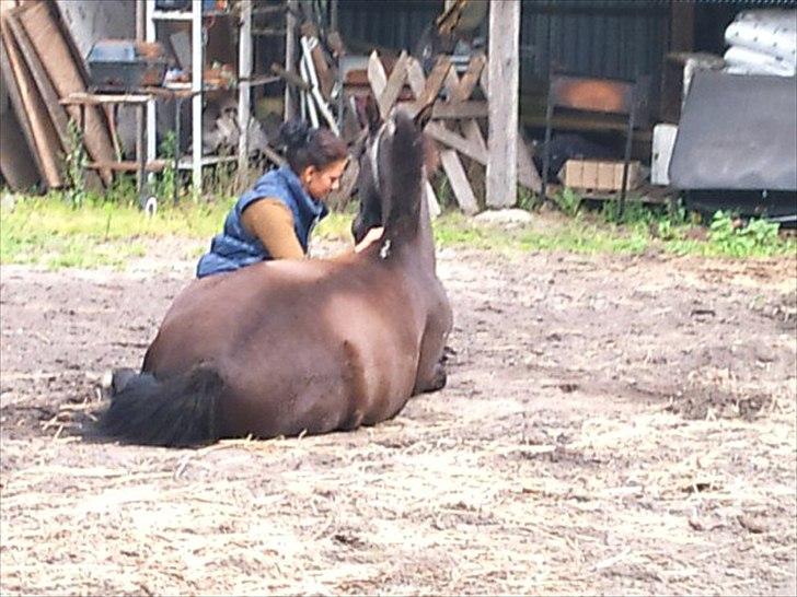 Anden særlig race maddox  billede 12