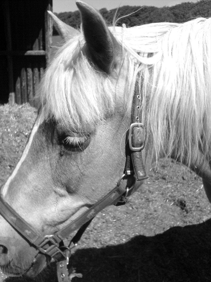 Haflinger Tony billede 11