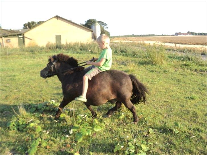 Shetlænder prins<33 R.I.P :'( billede 19