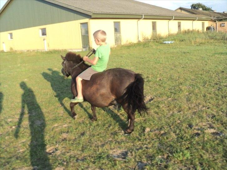 Shetlænder prins<33 R.I.P :'( billede 20