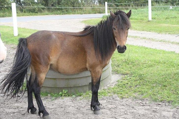 Anden særlig race miss gabby billede 4