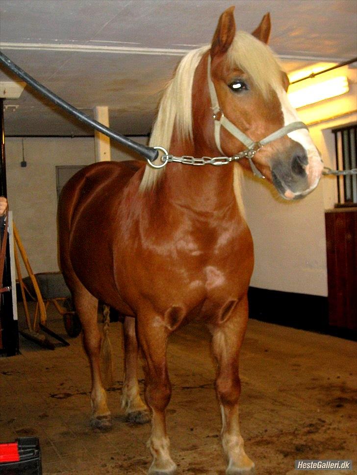 Tyroler Haflinger † <3Partner<3 Den SMUKKESTE stjerne på himlen<'3† - Hesten som jeg iike troede på, charmerede sig alligevel fuldstændig ind i mit hjerte! <3 billede 4