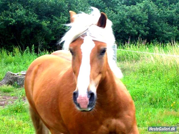 Tyroler Haflinger † <3Partner<3 Den SMUKKESTE stjerne på himlen<'3† - Der er kun en ting, som afgør, om du får succes i kærlighed. At du er i stand til at give uden tanke på, hvad du får tilbage.<3 ELsker dig miiiin dejlige dreng<3!!!
 billede 6