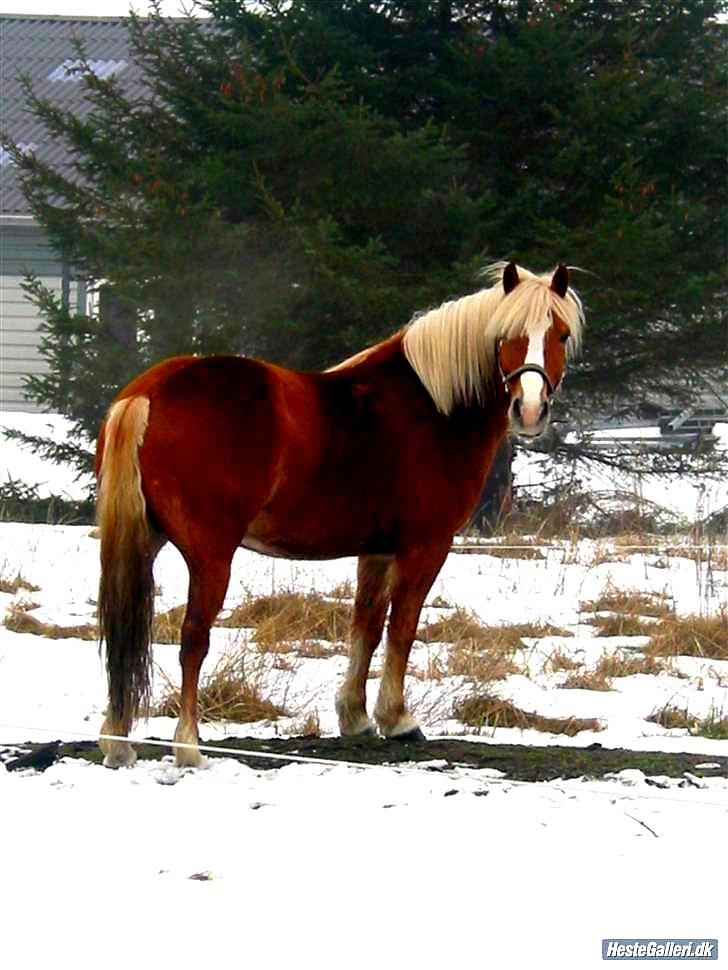 Tyroler Haflinger † <3Partner<3 Den SMUKKESTE stjerne på himlen<'3† - Kærlighed er som en firekløver, svær at finde heldig at have!!!<3 billede 7