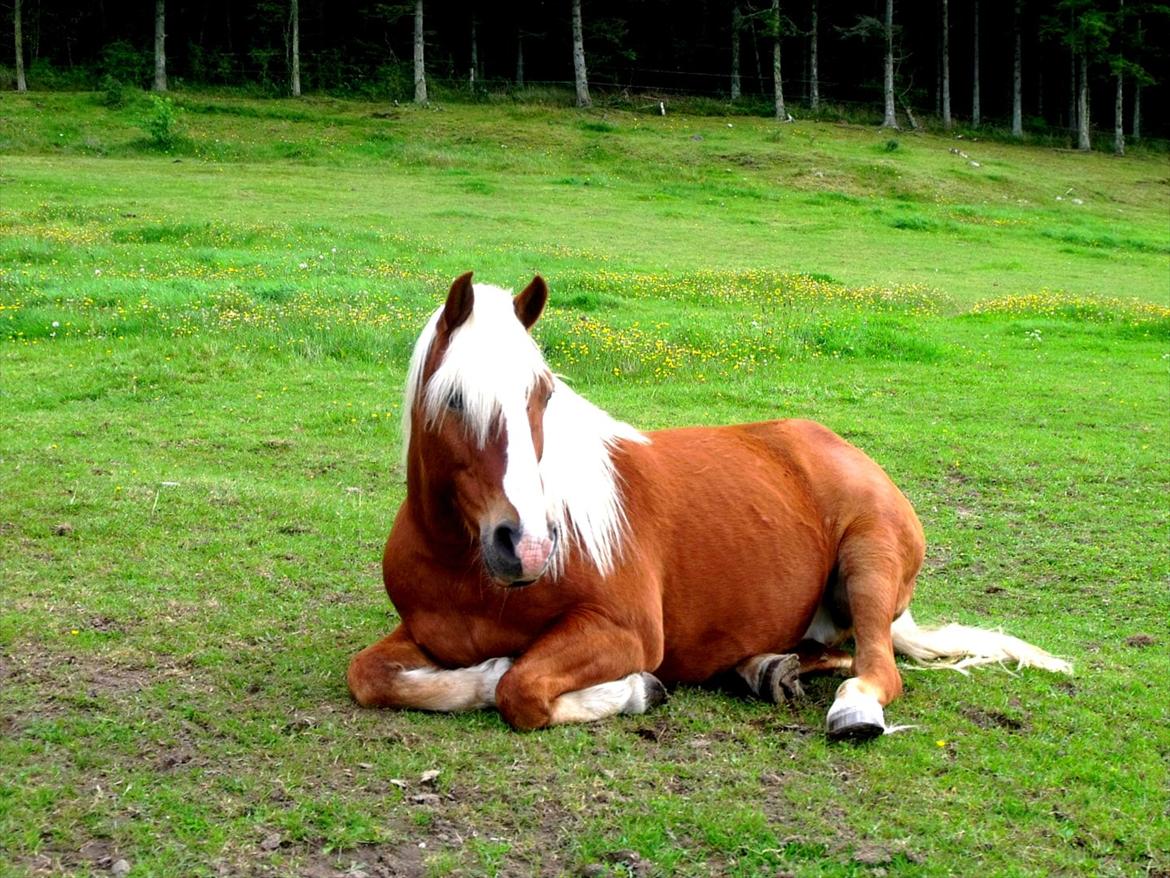 Tyroler Haflinger † <3Partner<3 Den SMUKKESTE stjerne på himlen<'3† - "Friends we are, friends we will be, friends forever, you and me." billede 9