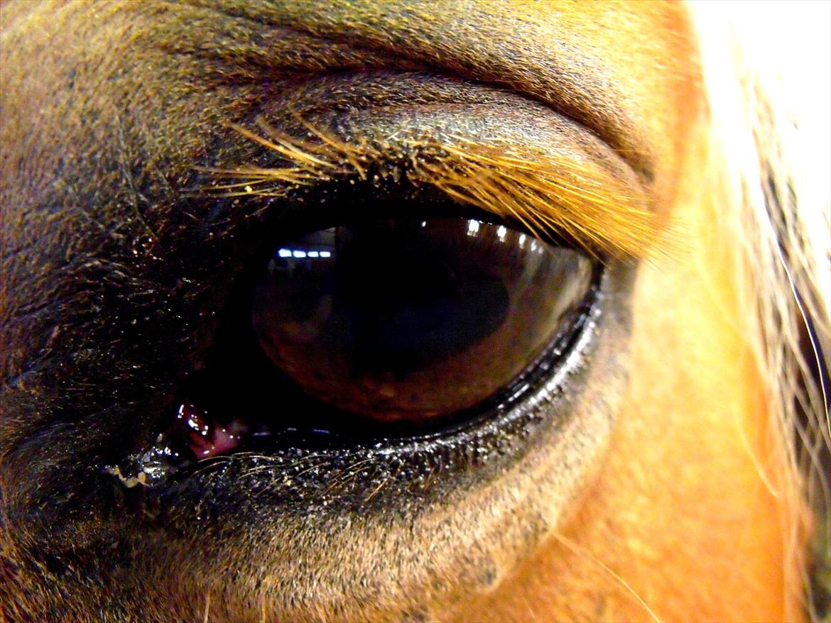 Tyroler Haflinger † <3Partner<3 Den SMUKKESTE stjerne på himlen<'3† - Du er så smuk og dejlig, dine øjne skinner stærkere end nogen sol."You´re perfect, you´re perfect! billede 5