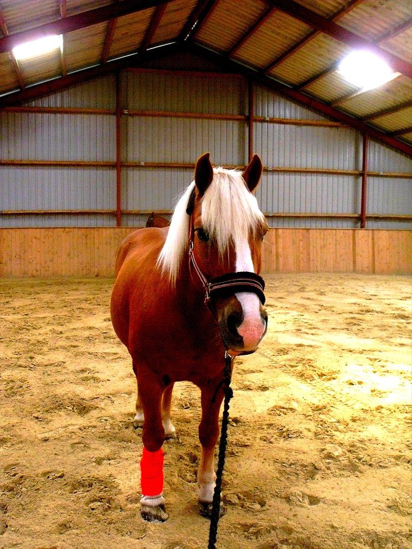 Tyroler Haflinger † <3Partner<3 Den SMUKKESTE stjerne på himlen<'3† - "Det er ikke svært at finde en der kan få dig til at smile, det er ikke svært at finde en der kan få dig til at græde. Kunsten er at finde en, der kan få dig til at smile med tårer i øjnene." billede 11