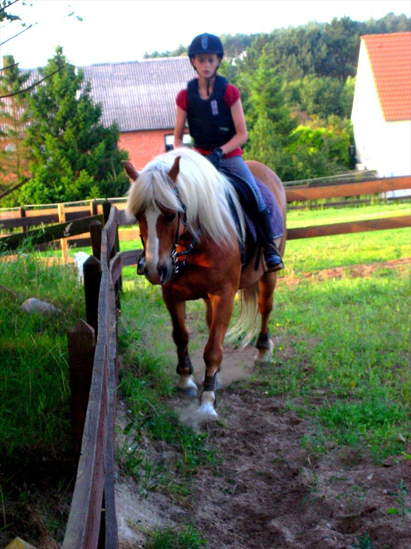 Tyroler Haflinger † <3Partner<3 Den SMUKKESTE stjerne på himlen<'3† - "At prale bringer måske ikke lykke, men intet menneske, som har fanget en stor fisk, går hjem ad en sidegade." billede 12