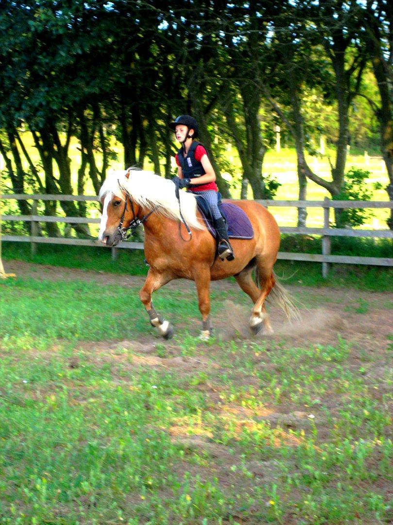 Tyroler Haflinger † <3Partner<3 Den SMUKKESTE stjerne på himlen<'3† - Mennesker vil forråde dine hemmeligheder, dit venskab og din kærlighed. Men en hest vil aldrig bedrage dig billede 13