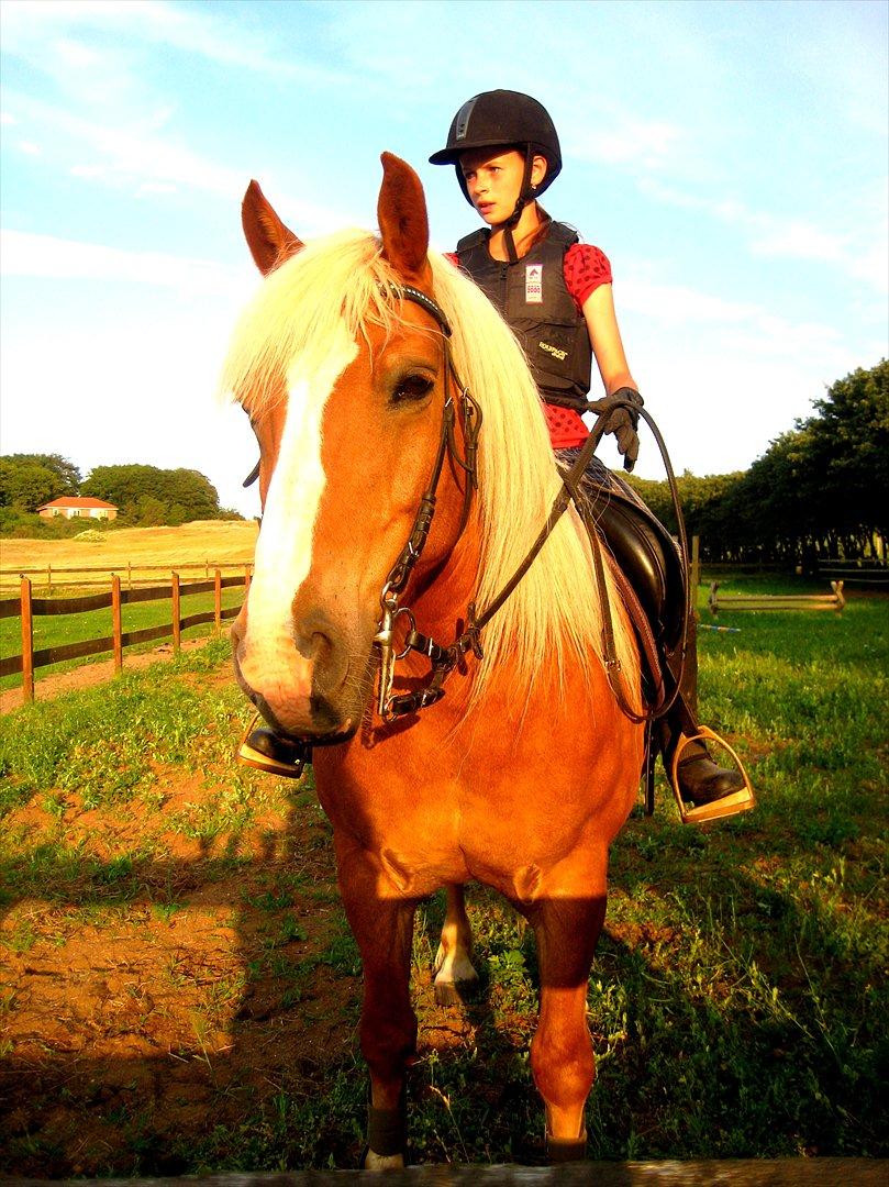 Tyroler Haflinger † <3Partner<3 Den SMUKKESTE stjerne på himlen<'3† - Min bedste ven er gået bort og har efterladt mig utrolig meget savn og smerte. Men jeg husker heldigvis, at Partner altid vil leve videre i den varmeste plads i mit hjerte.“ billede 14