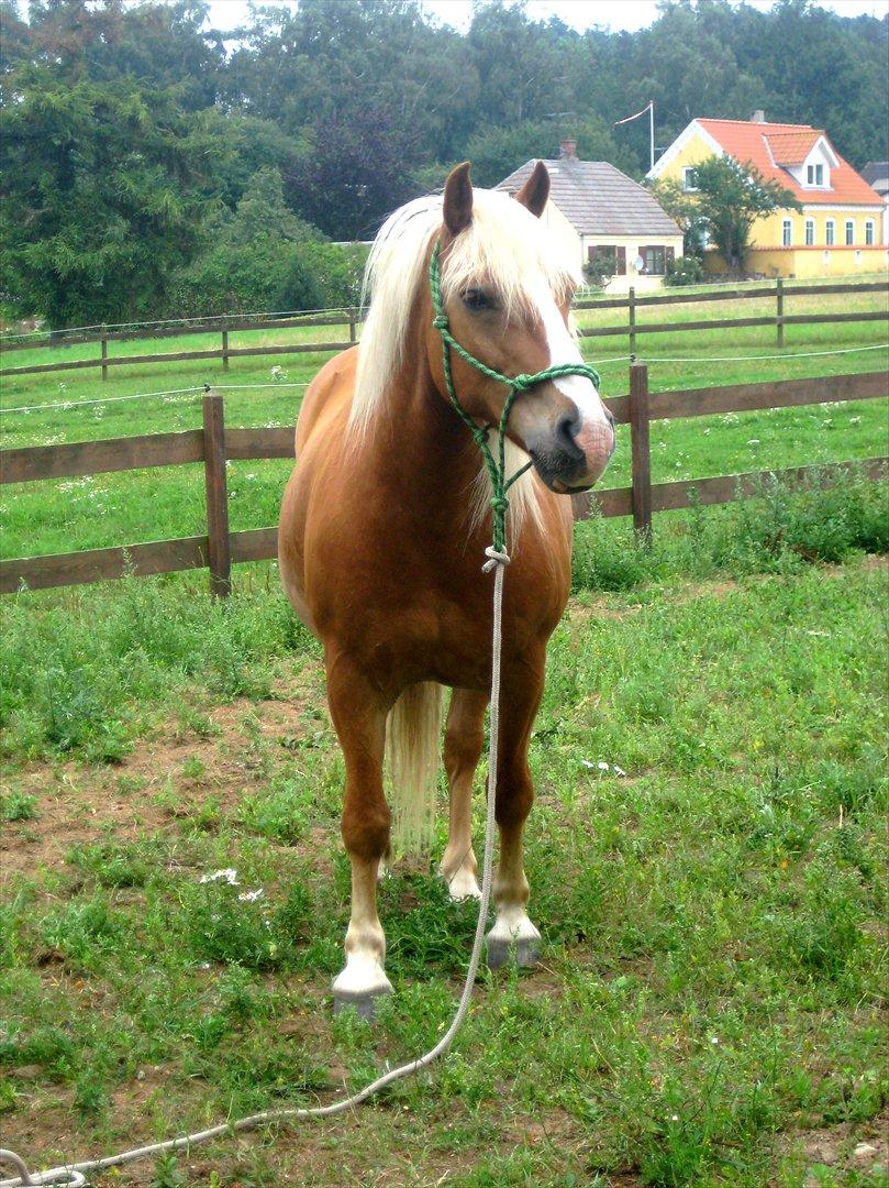 Tyroler Haflinger † <3Partner<3 Den SMUKKESTE stjerne på himlen<'3† - „En plads i mit hjerte du har, en plads der aldrig udfyldes vil, en plads der til evig tid vil være din, selvom du ikke er her mere.. You belong to the hevan now, but you also belong in my heart, and you always will “ billede 15