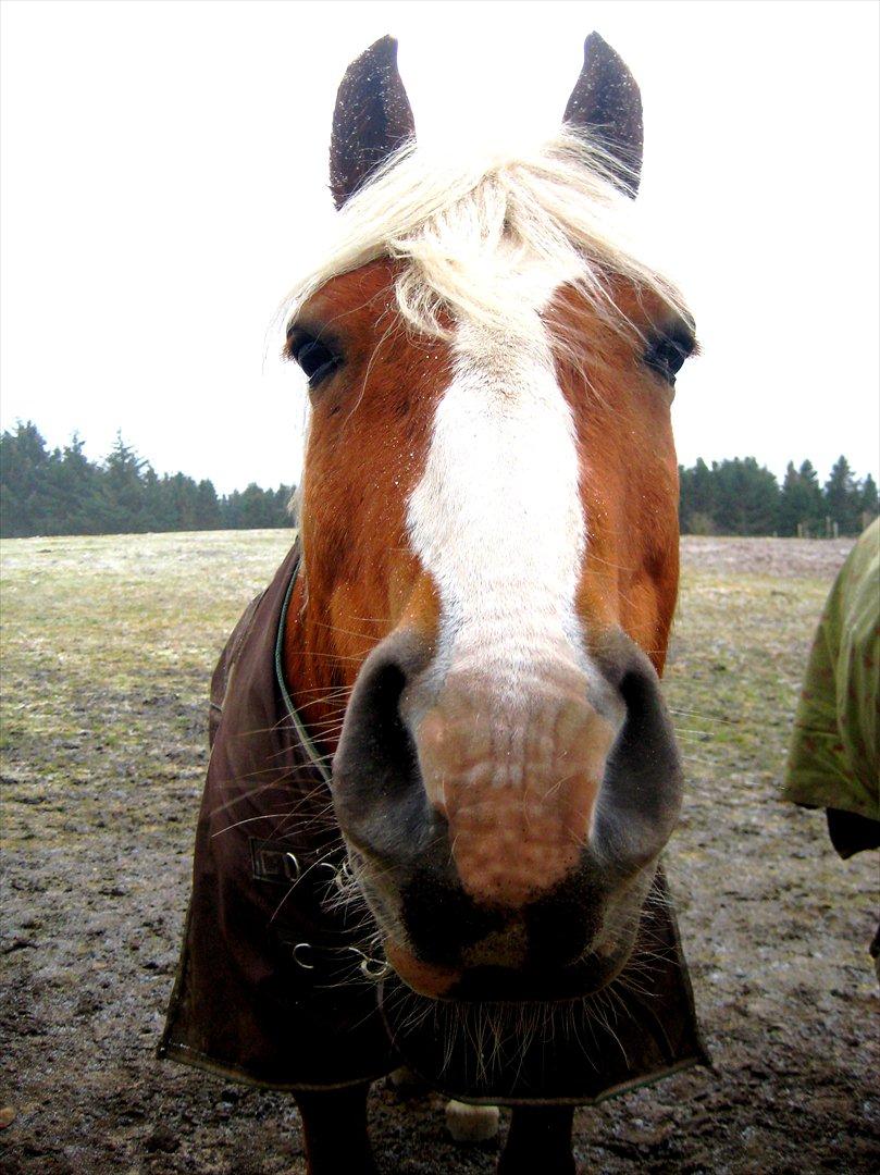 Tyroler Haflinger † <3Partner<3 Den SMUKKESTE stjerne på himlen<'3† - Jeg drømmer mig tilbage til de gode gamle dage. Hvor det bare var digmig, og ingen andre Du er alt hvad der fylder mine tanker.“
 billede 16