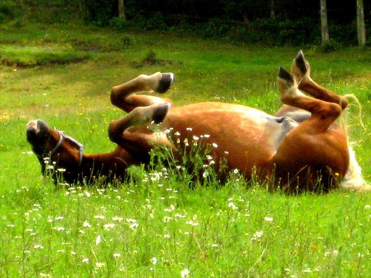 Tyroler Haflinger † <3Partner<3 Den SMUKKESTE stjerne på himlen<'3† - En rigtig ven er en, der accepterer din fortid, tror på din fremtid, og kan lide dig, som den du er nu. <3
 billede 3
