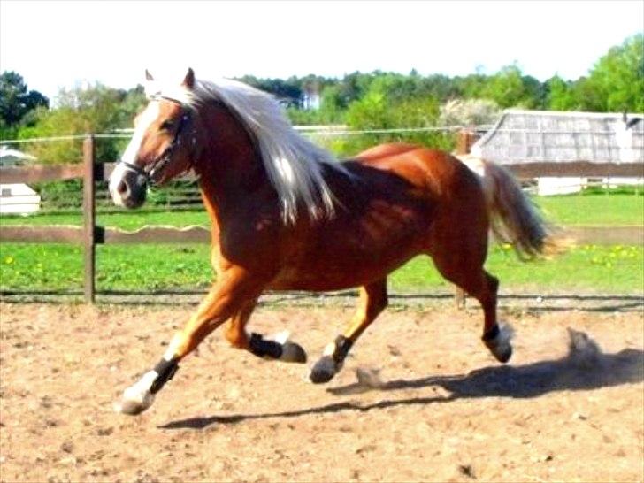 Tyroler Haflinger † <3Partner<3 Den SMUKKESTE stjerne på himlen<'3† billede 17