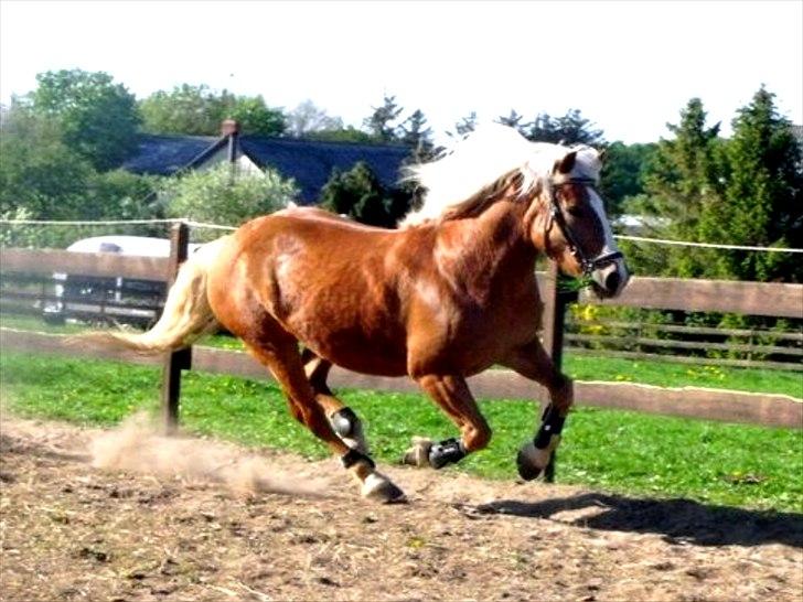 Tyroler Haflinger † <3Partner<3 Den SMUKKESTE stjerne på himlen<'3† billede 18