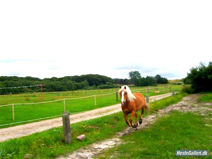 Tyroler Haflinger † <3Partner<3 Den SMUKKESTE stjerne på himlen<'3† - „Der kan være tusindevis af tårer gemt i din øjne, hundredevis af ord bag det falske smil, men en hel livshistorie bag dit knuste hjerte. billede 19